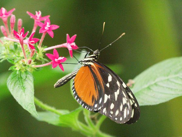 <h3>Heliconius ismenius /  / </h3>OM-1 Mark II with OLYMPUS M.150-400mm F4.5, 1/100 sec at F4.5, ISO 10000, distance 1.495 m